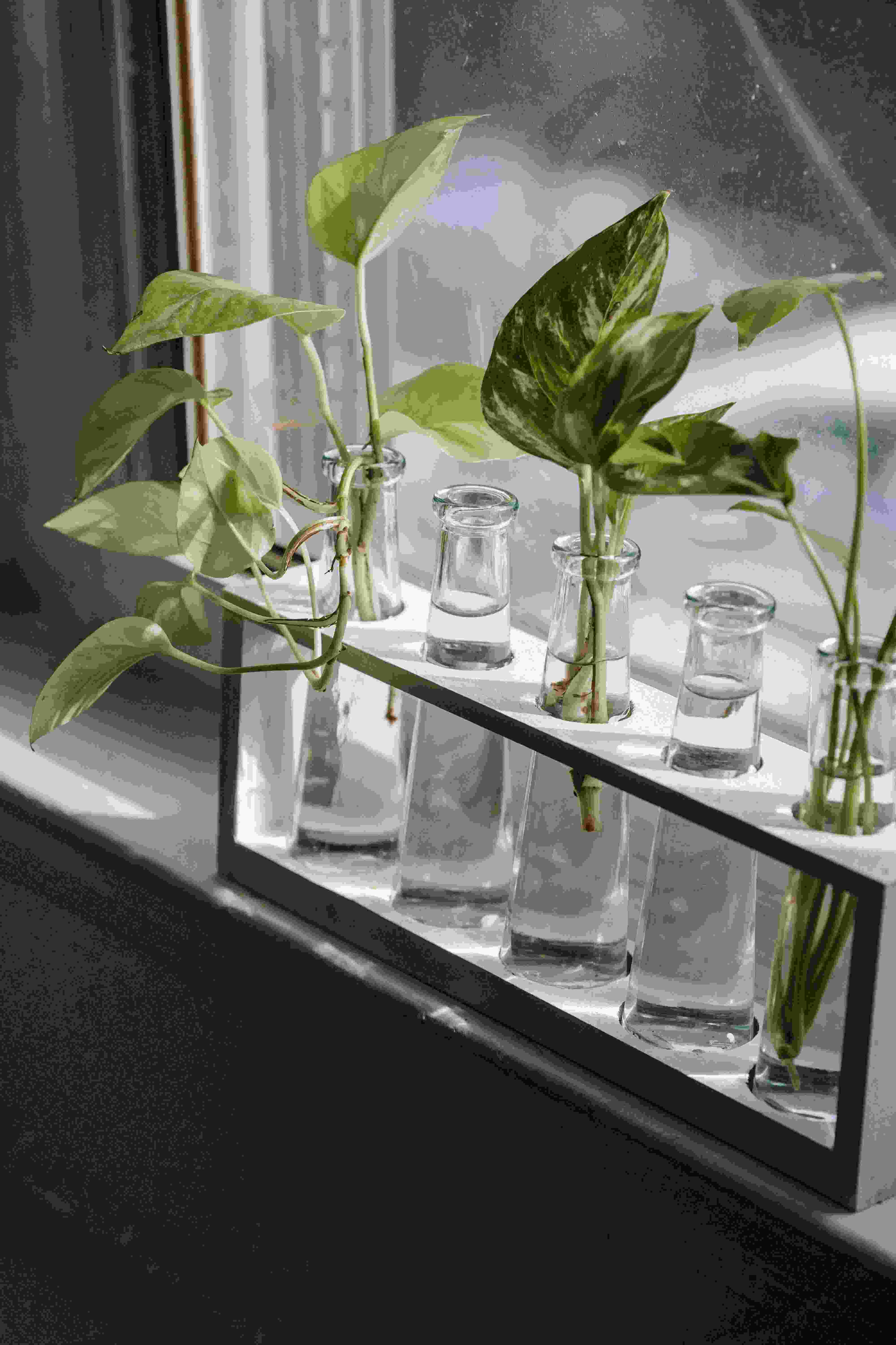 Green Pothos